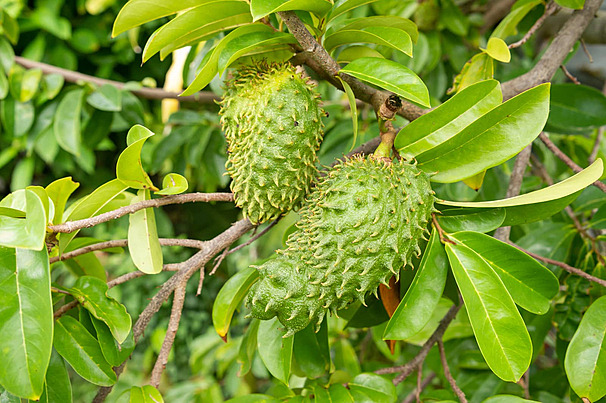 Soursop (Graviola)